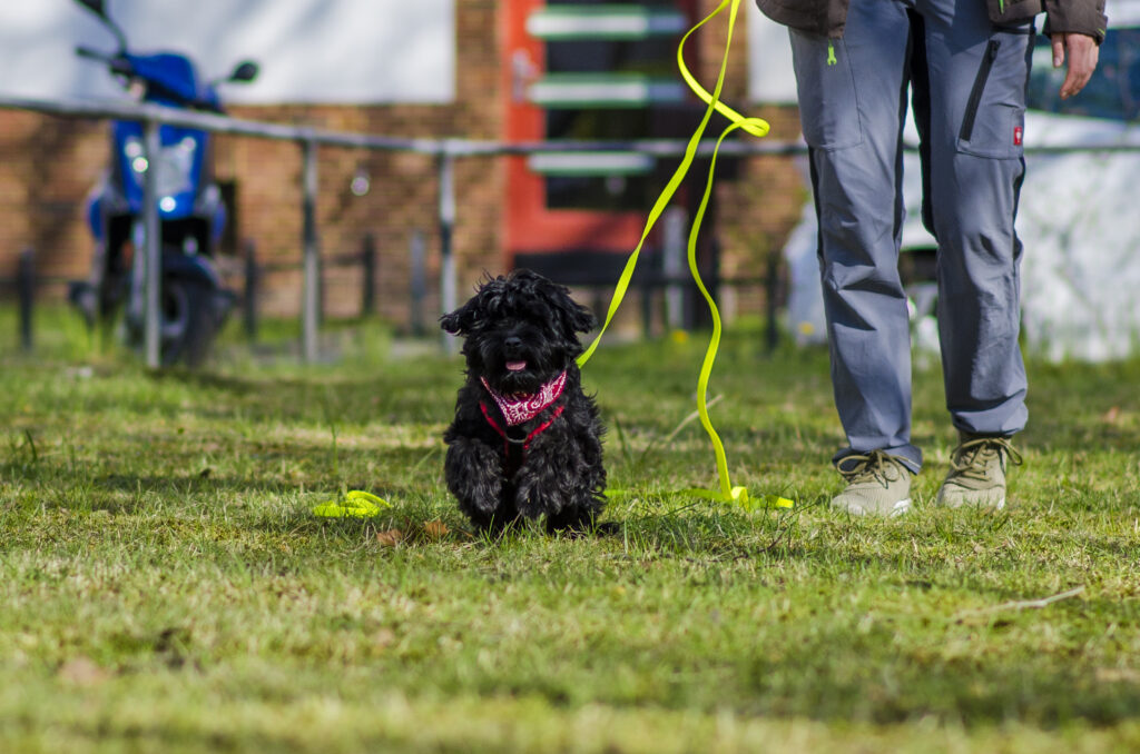 HundeSofa, Mobile Hundeschule in Potsdam, Mobile Hundeschule, Hundeschule HundeSofa, Wald, Fotografie, Hundeschule, Welpenkurs, Hundetraining, Hundeerziehung, Hundeschule Potsdam, Hundeschule Welpen