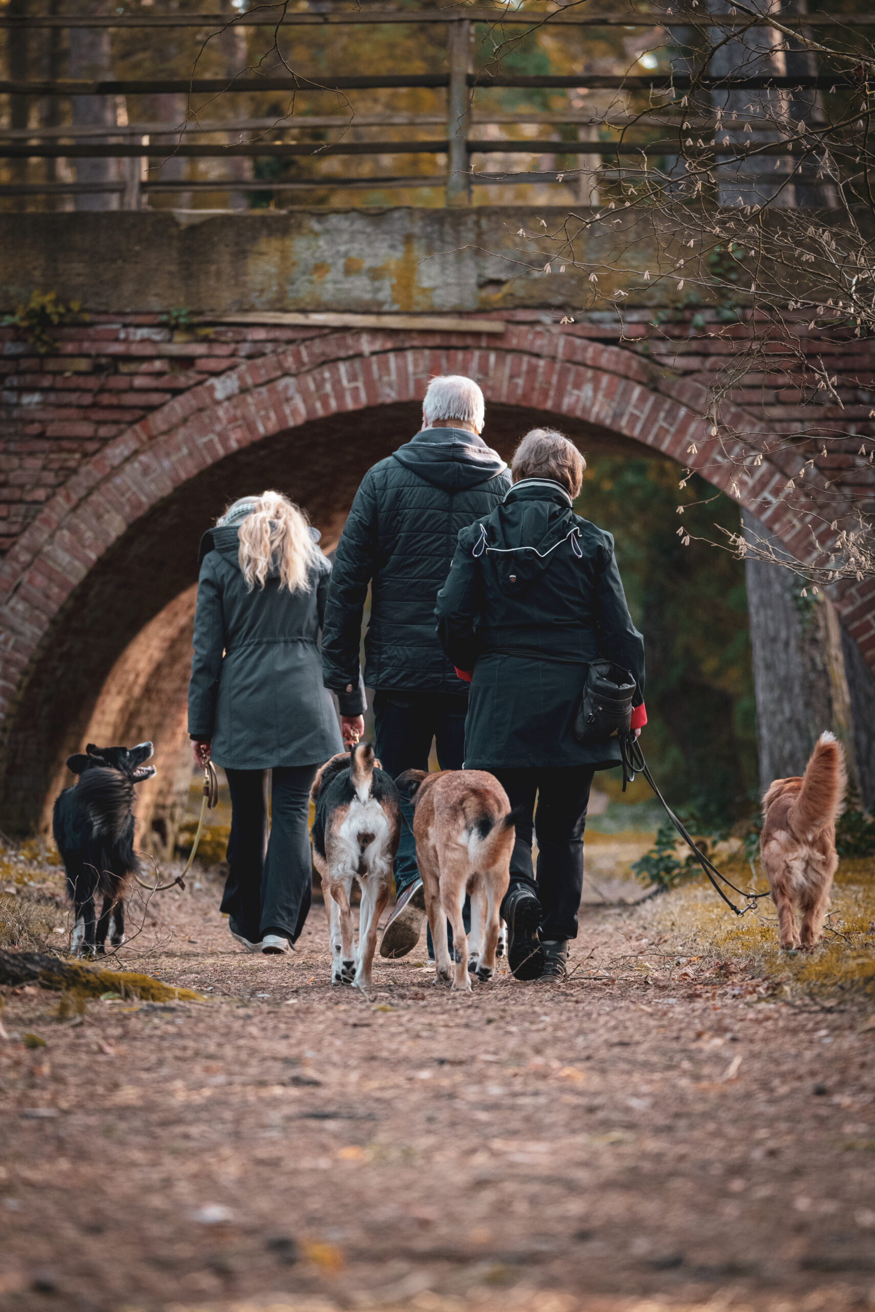 HundeSofa, Mobile Hundeschule in Potsdam, Mobile Hundeschule, Hundeschule HundeSofa, Wald, Fotografie, Hundeschule, Welpenkurs, Hundetraining, Hundeerziehung, Hundeschule Potsdam, Hundeschule Welpen