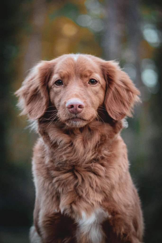 HundeSofa, Mobile Hundeschule in Potsdam, Mobile Hundeschule, Hundeschule HundeSofa, Wald, Fotografie, Hundeschule, Welpenkurs, Hundetraining, Hundeerziehung, Hundeschule Potsdam, Hundeschule Welpen