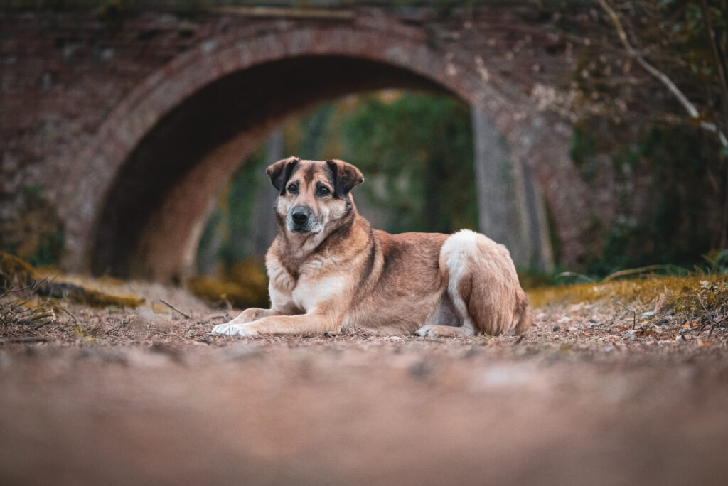 HundeSofa, Mobile Hundeschule in Potsdam, Mobile Hundeschule, Hundeschule HundeSofa, Wald, Fotografie, Hundeschule, Welpenkurs, Hundetraining, Hundeerziehung, Hundeschule Potsdam, Hundeschule Welpen