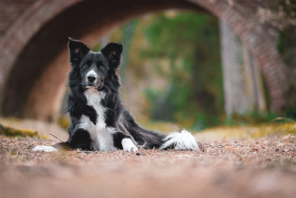 HundeSofa, Mobile Hundeschule in Potsdam, Mobile Hundeschule, Hundeschule HundeSofa, Wald, Fotografie, Hundeschule, Welpenkurs, Hundetraining, Hundeerziehung, Hundeschule Potsdam, Hundeschule Welpen, Border Collie