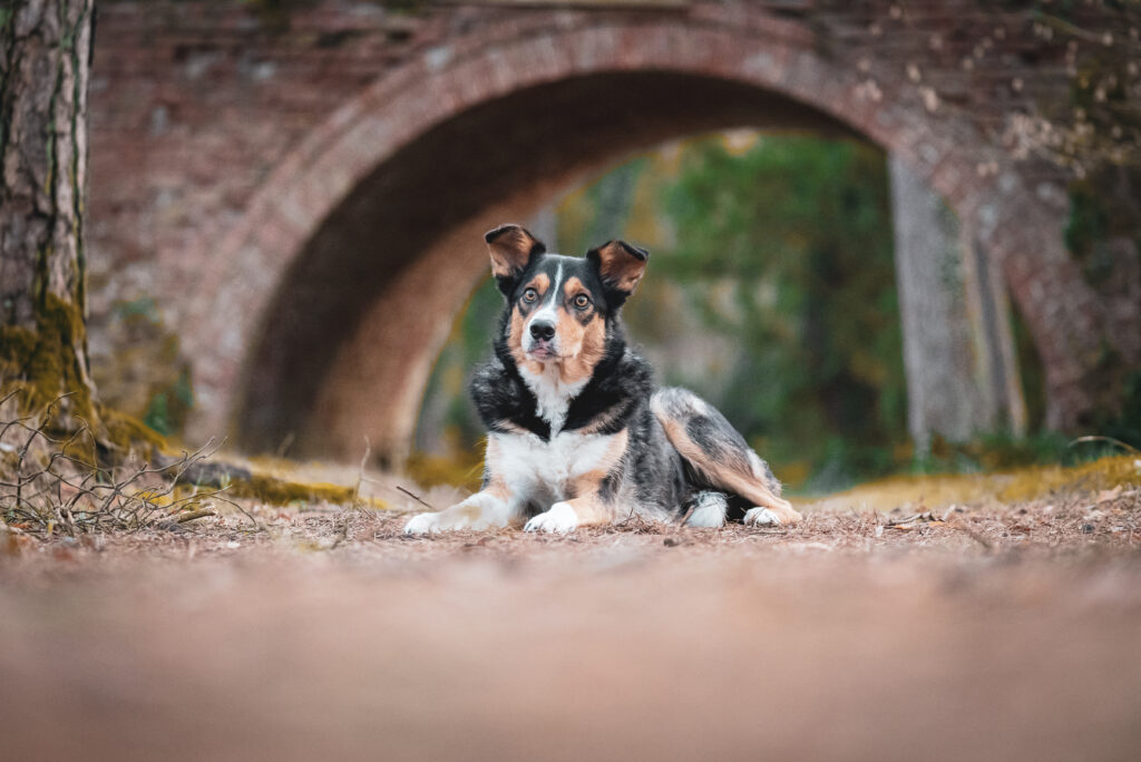 HundeSofa, Mobile Hundeschule in Potsdam, Mobile Hundeschule, Hundeschule HundeSofa, Wald, Fotografie, Hundeschule, Welpenkurs, Hundetraining, Hundeerziehung, Hundeschule Potsdam, Hundeschule Welpen, Border Collie