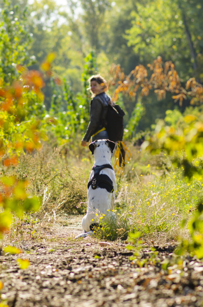 HundeSofa, Mobile Hundeschule in Potsdam, Mobile Hundeschule, Hundeschule HundeSofa, Wald, Fotografie, Hundeschule, Welpenkurs, Hundetraining, Hundeerziehung, Hundeschule Potsdam, Hundeschule Welpen