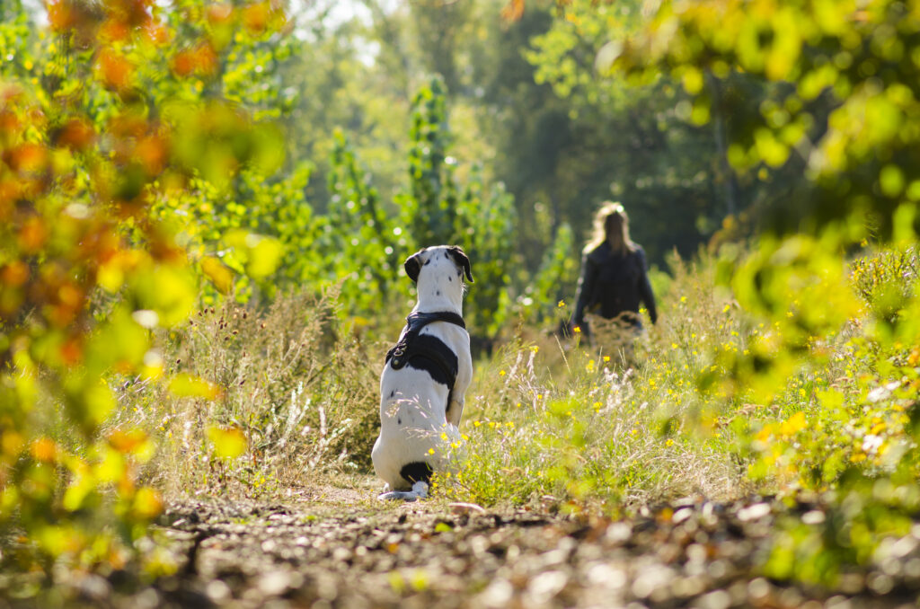 HundeSofa, Mobile Hundeschule in Potsdam, Mobile Hundeschule, Hundeschule HundeSofa, Wald, Fotografie, Hundeschule, Welpenkurs, Hundetraining, Hundeerziehung, Hundeschule Potsdam