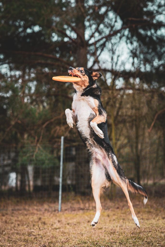 HundeSofa, Mobile Hundeschule in Potsdam, Mobile Hundeschule, Hundeschule HundeSofa, Wald, Fotografie, Hundeschule, Welpenkurs, Hundetraining, Hundeerziehung, Hundeschule Potsdam, Hundeschule Welpen