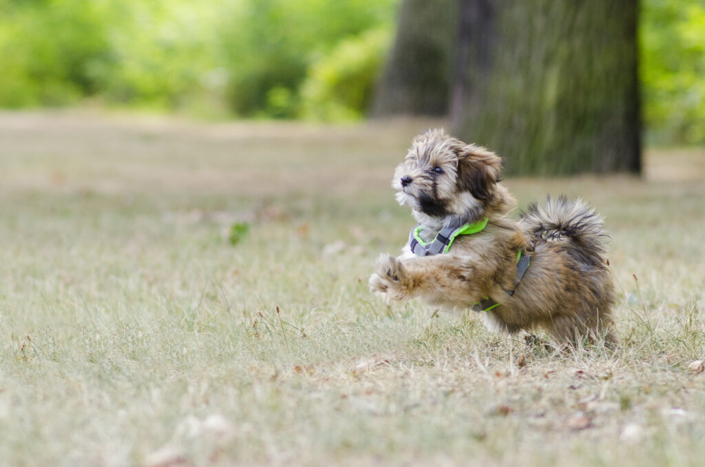 HundeSofa, Mobile Hundeschule in Potsdam, Mobile Hundeschule, Hundeschule HundeSofa, Wald, Fotografie, Hundeschule, Welpenkurs, Hundetraining, Hundeerziehung, Hundeschule Potsdam, Hundeschule Welpen