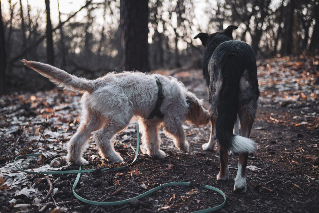 HundeSofa, Mobile Hundeschule in Potsdam, Mobile Hundeschule, Hundeschule HundeSofa, Wald, Fotografie, Hundeschule, Welpenkurs, Hundetraining, Hundeerziehung, Hundeschule Potsdam, Hundeschule Welpen