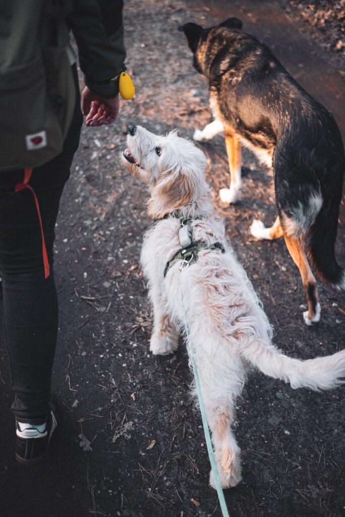 HundeSofa, Mobile Hundeschule in Potsdam, Mobile Hundeschule, Hundeschule HundeSofa, Wald, Fotografie, Hundeschule, Welpenkurs, Hundetraining, Hundeerziehung, Hundeschule Potsdam, Hundeschule Welpen