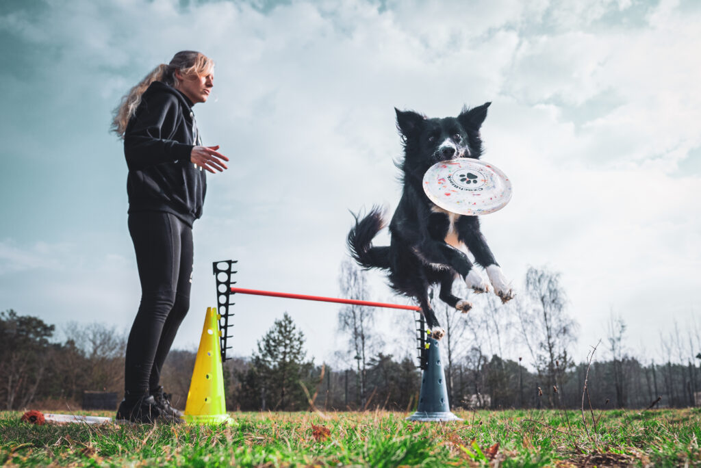 HundeSofa, Mobile Hundeschule in Potsdam, Mobile Hundeschule, Hundeschule HundeSofa, Wald, Fotografie, Hundeschule, Welpenkurs, Hundetraining, Hundeerziehung, Hundeschule Potsdam, Hundeschule Welpen