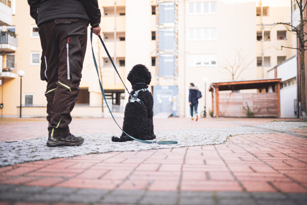 HundeSofa, Mobile Hundeschule in Potsdam, Mobile Hundeschule, Hundeschule HundeSofa, Wald, Fotografie, Hundeschule, Welpenkurs, Hundetraining, Hundeerziehung, Hundeschule Potsdam, Hundeschule Welpen