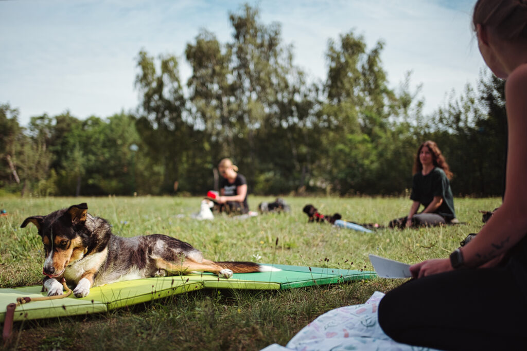 HundeSofa, Mobile Hundeschule in Potsdam, Mobile Hundeschule, Hundeschule HundeSofa, Wald, Fotografie, Hundeschule, Welpenkurs, Hundetraining, Hundeerziehung, Hundeschule Potsdam, Hundeschule Welpen