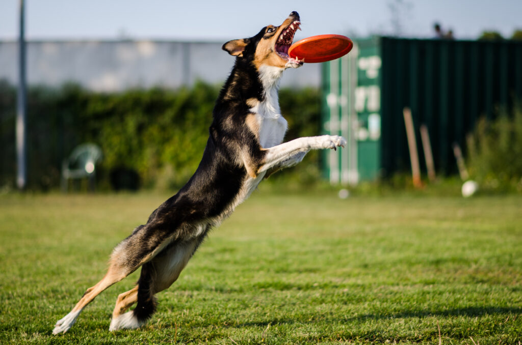 HundeSofa, Mobile Hundeschule in Potsdam, Mobile Hundeschule, Hundeschule HundeSofa, Wald, Fotografie, Hundeschule, Welpenkurs, Hundetraining, Hundeerziehung, Hundeschule Potsdam, Hundeschule Welpen