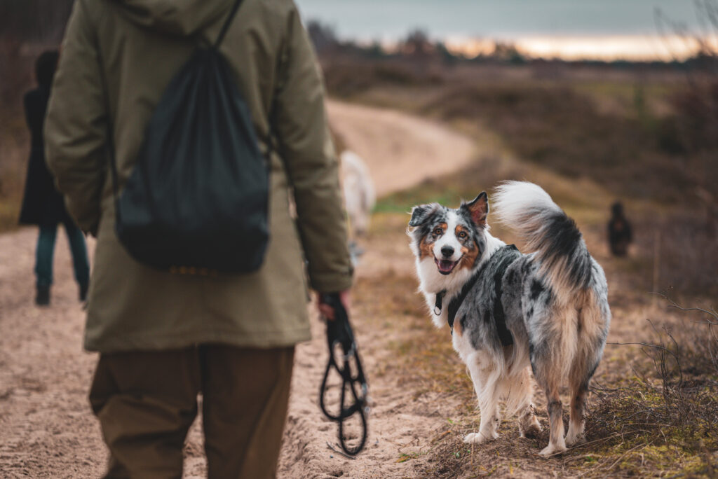 HundeSofa, Mobile Hundeschule in Potsdam, Mobile Hundeschule, Hundeschule HundeSofa, Wald, Fotografie, Hundeschule, Welpenkurs, Hundetraining, Hundeerziehung, Hundeschule Potsdam, Hundeschule Welpen