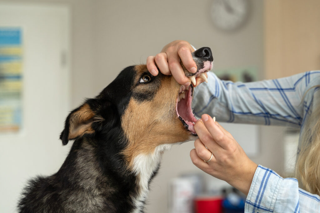 HundeSofa, Mobile Hundeschule in Potsdam, Mobile Hundeschule, Hundeschule HundeSofa, Wald, Fotografie, Hundeschule, Welpenkurs, Hundetraining, Hundeerziehung, Hundeschule Potsdam, Hundeschule Welpen